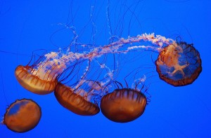 Jellyfish Cluster - photo by robin on flickr